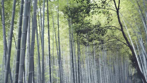 Kyoto-Bamboo-Forest-in-spring-season