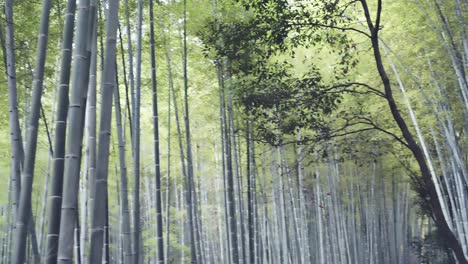 Bosque-De-Bambú-De-Kyoto-En-La-Temporada-De-Primavera