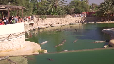 Touristen-Beobachten-Krokodile-Auf-Djerba-Und-Erkunden-Den-Park