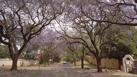 POV-Aufnahme-Eines-Autos,-Das-Durch-Eine-Von-Jacaranda-Bäumen-Gesäumte-Straße-In-Der-Stadt-Pretoria-Fährt