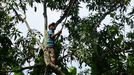 harvest-mango-by-climbing-it,-blora,-central-java,-indonesia,-September-02,-2020