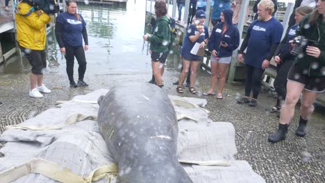 Equipo-De-Rescate-De-Manatíes-Se-Prepara-Para-Liberar-Al-Animal-En-La-Naturaleza