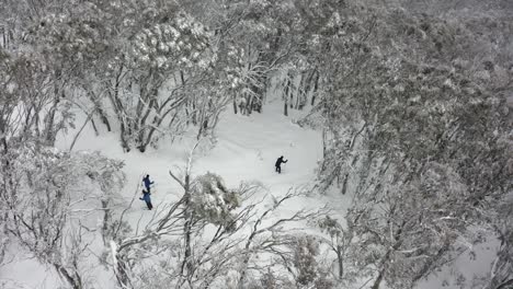 Aerial:-XC-skiers-reach-downhill-section-on-Mt-Stirling-forest-trails