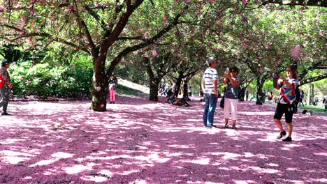 Cherry-Blossom-Orchard,-Ground-covered-in-blooms-at-peak-season