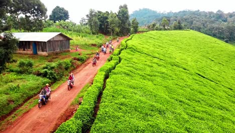 Grupo-De-Motociclistas-En-Motocicletas-Por-Un-Camino-De-Tierra-A-Través-De-Una-Plantación-De-Té-En-Kenia