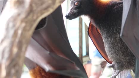2-giant-golden-furry-flying-fox-fruit-bat-hanging-upside-down-looking-to-camera-while-scratching-with-his-claws-and-slightly-Expanding-And-Flapping-Its-Wings-in-bali,-indonesia