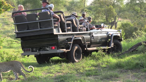 Close-view-of-leopard-walking-past-tourists-in-safari-vehicle-on-grass