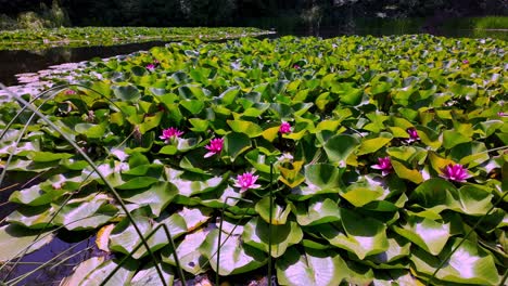 Beautiful-pink-water-lilies-in-full-bloom-on-a-sunny-day-in-Crimea