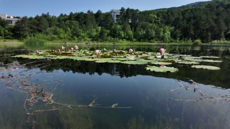 A-peaceful-scene-of-a-pond-in-a-Crimean-forest,-filled-with-water-lilies-and-surrounded-by-green-trees