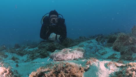 Ein-Taucher,-Ein-Meeresbiologe,-Der-Meeresforschung-Betreibt,-Schwimmt-Auf-Einen-Hai-Zu,-Während-Er-Auf-Einer-Unterwassertafel-Schreibt