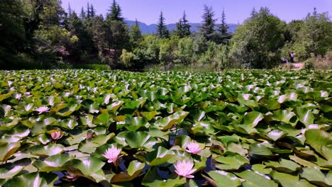 Un-Hermoso-Lago-Con-Nenúfares-Y-árboles-Verdes