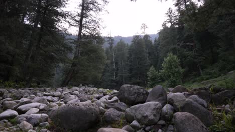 Timelapse-De-Un-Sereno-Claro-Del-Bosque-Con-Rocas-Esparcidas-En-El-Suelo,-Rodeado-De-Altos-Pinos