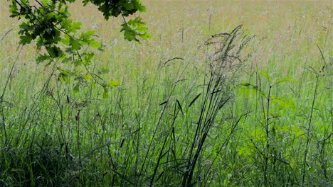 Summer-grasses-in-the-shade-of-an-Oak-tree-on-a-sunny-evening-in-a-wildflower-meadow,-Hanbury,-Worcestershire,-England