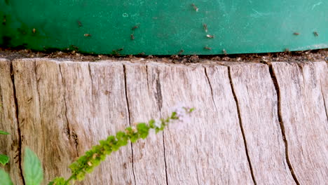 Closeup-of-pesky-garden-ants-moving-white-eggs-from-under-green-plant-pot