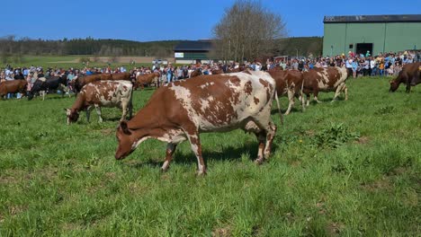 Vacas-Liberadas-Por-Primera-Vez-En-Primavera-Después-De-Haber-Permanecido-Alojadas-Durante-El-Invierno.