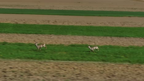 Two-deer-running-through-green-and-brown-fields-on-a-sunny-day