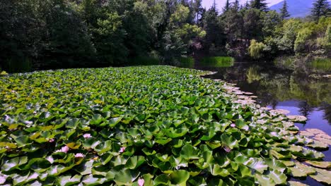 A-beautiful-lake-in-Crimea-covered-in-water-lilies-during-the-summer