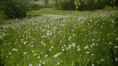 Un-Campo-De-Taraxacum-Officinale,-Comúnmente-Conocido-Como-Diente-De-León,-Se-Balancea-Suavemente-Con-La-Brisa-Del-Verano