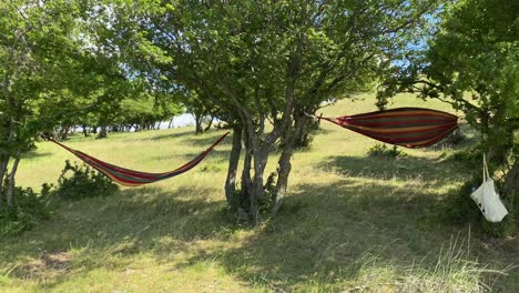 Static-shot-of-two-hammocks-outdoor-in-the-forest
