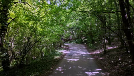 Un-Sendero-Panorámico-A-Través-De-Un-Exuberante-Bosque-Verde-En-Crimea,-Bañado-Por-La-Cálida-Luz-Del-Sol