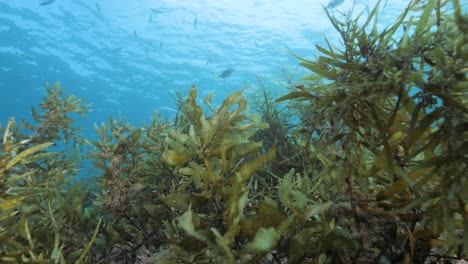 Healthy-seaweed-reef-system-deep-below-the-blue-sea-dances-about-with-the-moving-ocean-swell