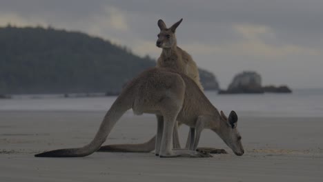 Süße-Juckende-Kratzende-Kängurus-Kängurus-Wallabys-Freunde-Kumpel-Cape-Hillsborough-Beach-Nationalpark-Australien-Dämmerung-Sonnenaufgang-Morgen-Australische-Beuteltiere-Lustige-Fütterung-Frühstück-Mackay-Queensland