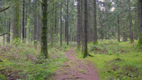 Sendero-A-Través-Del-Bosque-Con-Troncos-De-árboles-Cubiertos-De-Musgo