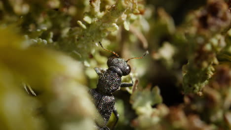 Stenus-juno-water-skater-black-beetle-hurriedly-moves-along-forest-floor,-macro