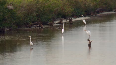 Garcetas-Grandes-En-Un-Estanque-En-El-Refugio-Nacional-De-Vida-Silvestre-De-Blackwater-En-Maryland---Plano-Amplio