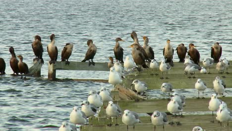 Seagulls-And-Herons-On-The-Lake-In-Blackwater-National-Wildlife-Refuge,-Maryland---Close-Up