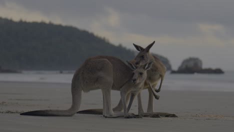 Cute-Kangaroos-Roos-Wallaby-Wallabies-friends-mates-Cape-Hillsborough-Beach-National-Park-Australia-dusk-sunrise-morning-Aussie-Marsupials-itching-scratching-funny-feeding-brekkie-Mackay-Queensland