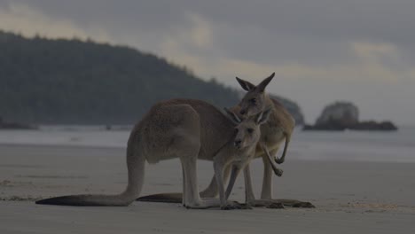 Lindas-Canguros-Roos-Wallaby-Wallabies-Amigos-Compañeros-Cabo-Hillsborough-Playa-Parque-Nacional-Australia-Anochecer-Amaneceres-Mañana-Marsupiales-Australianos-Picazón-Rascado-Graciosas-Alimentación-Brekkie-Mackay-Queensland