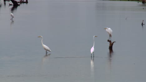 Great-Egrets-In-Tranquil-Pond-In-Blackwater-National-Wildlife-Refuge,-Maryland---Wide-Shot