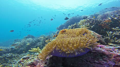 Eine-Nahaufnahme-Eines-Orangefarbenen-Clownfisches,-Der-Zwischen-Einer-Prächtigen-Seeanemone-Auf-Einem-Lebhaften-Korallenriff-Schwimmt