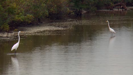 Great-Egret-Birds-In-Shallow-Water-In-Blackwater-National-Wildlife-Refuge,-Maryland---Wide-Shot