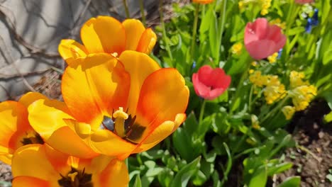 Yellow-and-pink-tulips-and-colorful-flowers-blooming-in-garden-in-spring