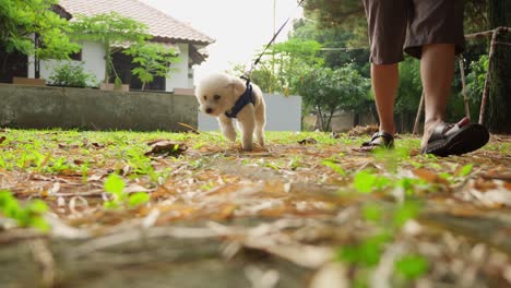 Toy-poodle-walks-with-man-in-the-park-in-sunny-day