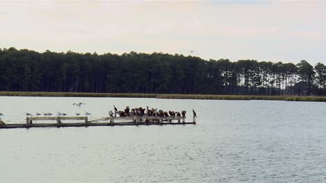 Möwen-Und-Reiher-Sitzen-Auf-Einem-Alten-Pier-Im-Blackwater-National-Wildlife-Refuge,-Maryland---Weitwinkelaufnahme