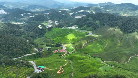 Plantage-Frische-Grüne-Felder,-Idyllische-Malaysische-Landschaft-Im-Freien,-Luftaufnahme