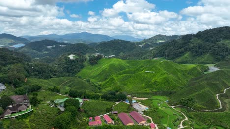 Fresh-natural-Asian-valley,-blossoming-crop-growth,-cool-climate,-aerial