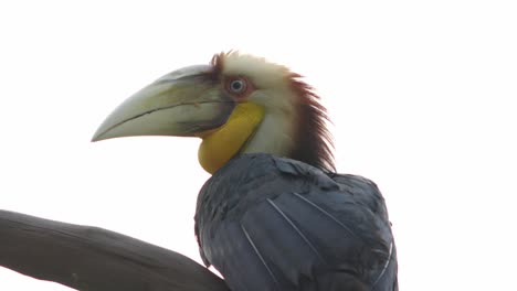 Kranzhornvogel-Tropischer-Vogel-Thront-Auf-Baum