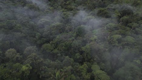 Aerial-view-of-the-Jungle-in-Pomona,-Ecuador
