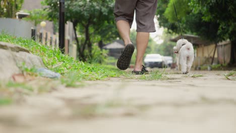 Caniche-Toy-Camina-En-Cámara-Lenta-Con-Su-Dueño-En-La-Calle