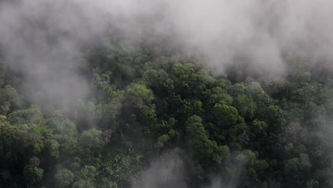 Aerial-view-of-trees-under-the-clouds-in-the-Ecuadorian-Amazon