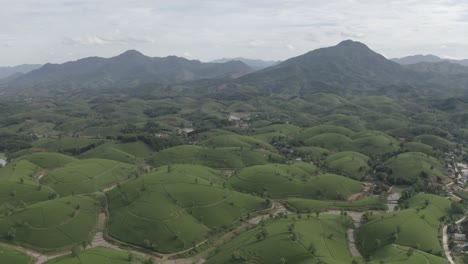 Long-Coc-tea-hill-in-beautiful-sunny-day,-Vietnam