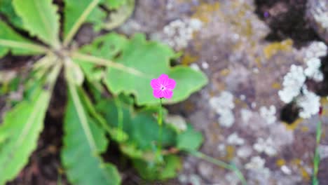 Top-down-view-of-Carthusian-pink-flower-alone-petal-in-bright-summer-day