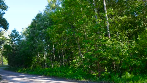 Video-displays-a-rural-dirt-road-in-Estonia-Europe-during-a-beautiful-summer-day-where-sun-is-shining