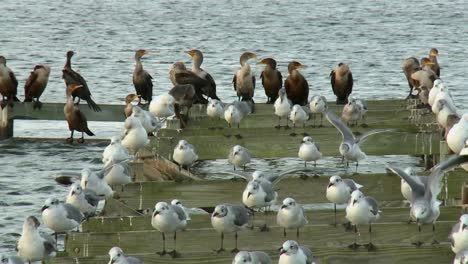 Seagulls-And-Herons-On-Old-Pier-In-The-Lake-In-Blackwater-National-Wildlife-Refuge,-Maryland---Close-Up