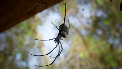 Araña-Tejedora-De-Orbe-Dorado-Del-Norte-Colgando-De-Su-Red