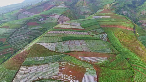 Aerial-view-of-mountain-slope-growing-tobacco-plant